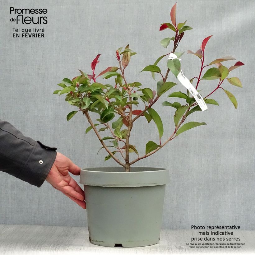 Exemplar von Rote Glanzmispel Red Robin - Photinia fraseri Topf mit 7,5L/10L wie im Winter geliefert