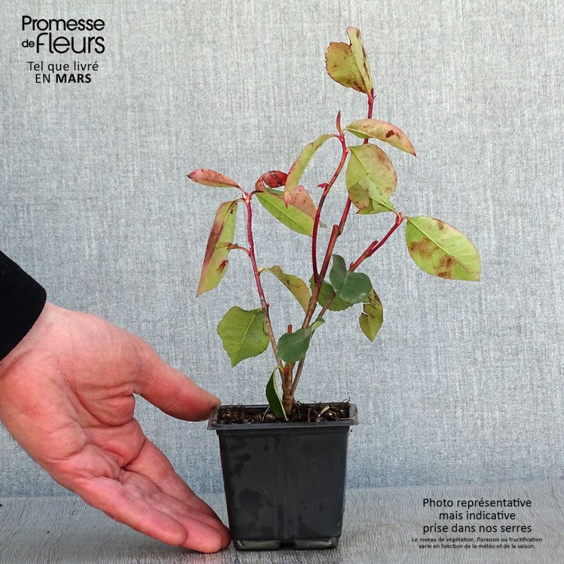 Exemplar von Rote Glanzmispel Red Robin Blood - Photinia fraseri Kleine Töpfe von 8/9 cm wie im Winter geliefert