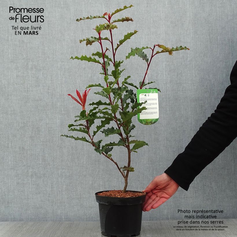 Exemplar von Photinia serratifolia Crunchy - Sägeblättrige Glanzmispel Topf mit 2L/3L wie im Winter geliefert