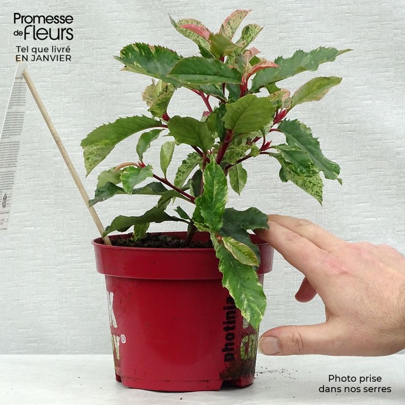 Exemplar von Photinia serratifolia Pink Crispy - Sägeblättrige Glanzmispel Topf mit 2L/3L wie im Winter geliefert