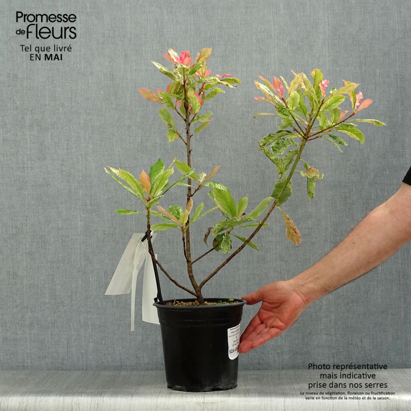 Exemplar von Photinia serratifolia Pink Crispy - Sägeblättrige Glanzmispel Topf mit 4L/5L wie im Frühjahr geliefert