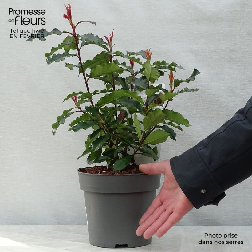 Exemplar von Rote Glanzmispel Magical Volcano - Photinia fraseri Topf mit 2L/3L wie im Winter geliefert