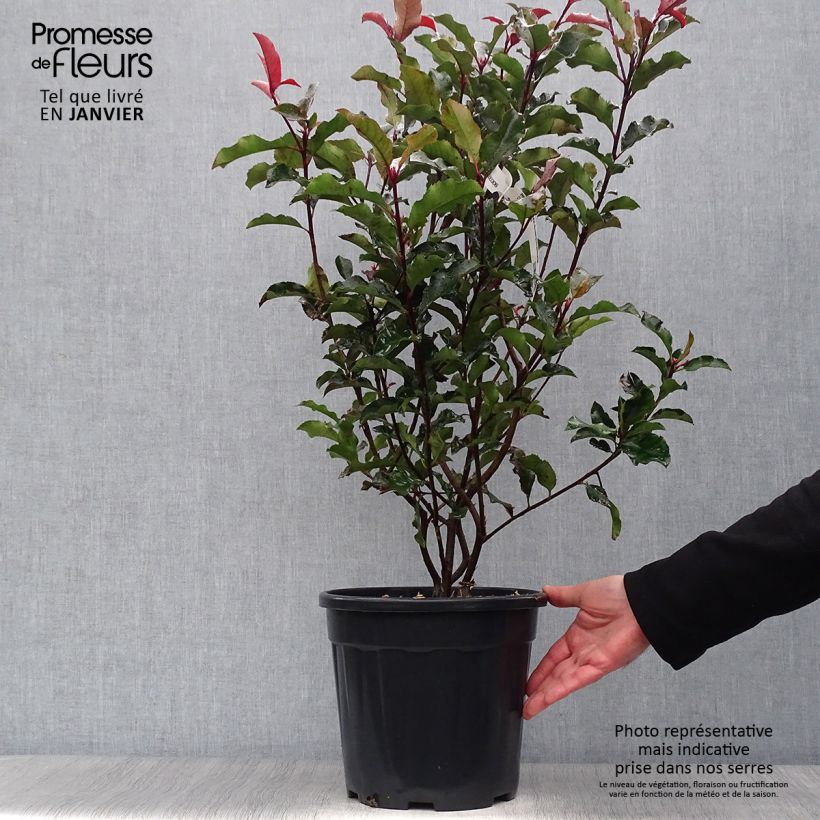 Exemplar von Rote Glanzmispel Magical Volcano - Photinia fraseri Topf mit 7,5L/10L wie im Winter geliefert