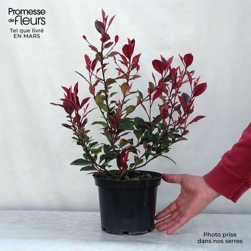 Exemplar von Rote Glanzmispel Nana - Photinia fraseri Topf mit 2L/3L wie im Winter geliefert