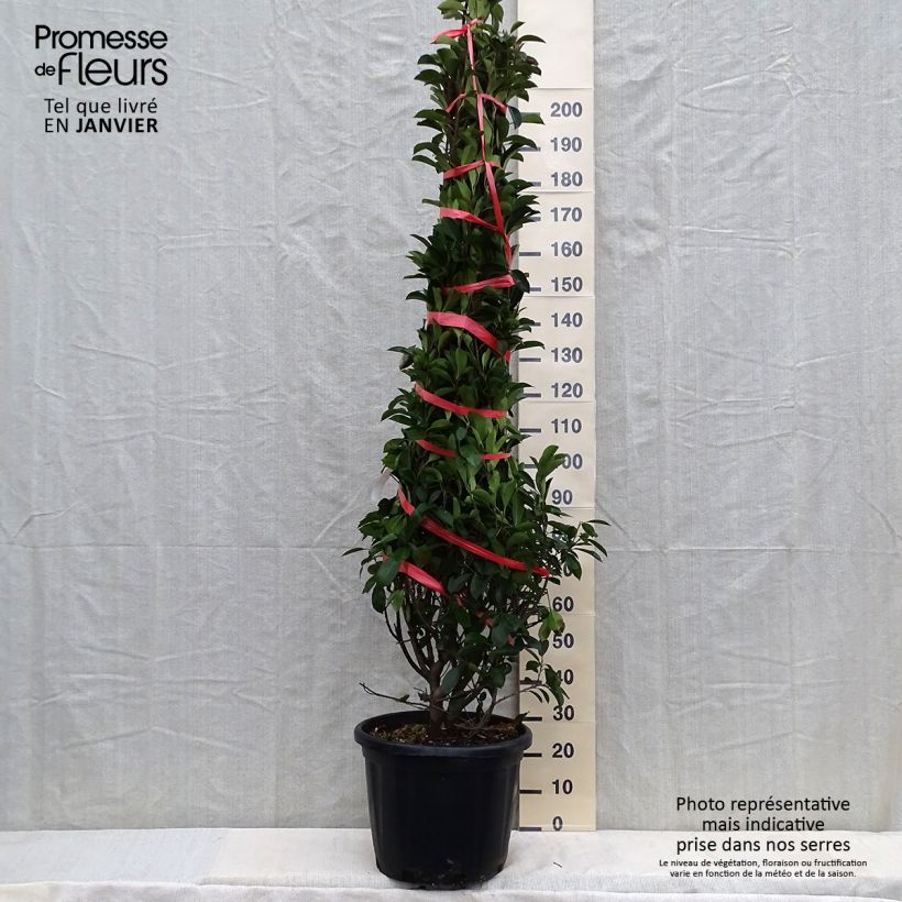 Exemplar von Rote Glanzmispel Red Robin - Photinia fraseri Topf mit 30L/35L wie im Winter geliefert