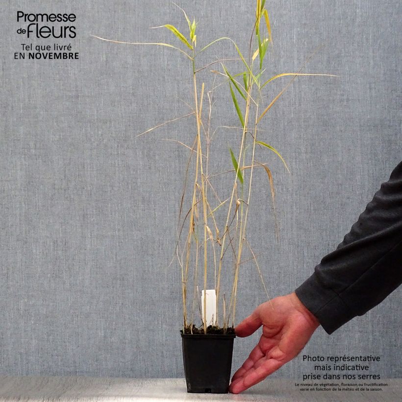 Exemplar von Phragmites australis - Schilfrohr Kleine Töpfe von 8/9 cm wie im Herbst geliefert