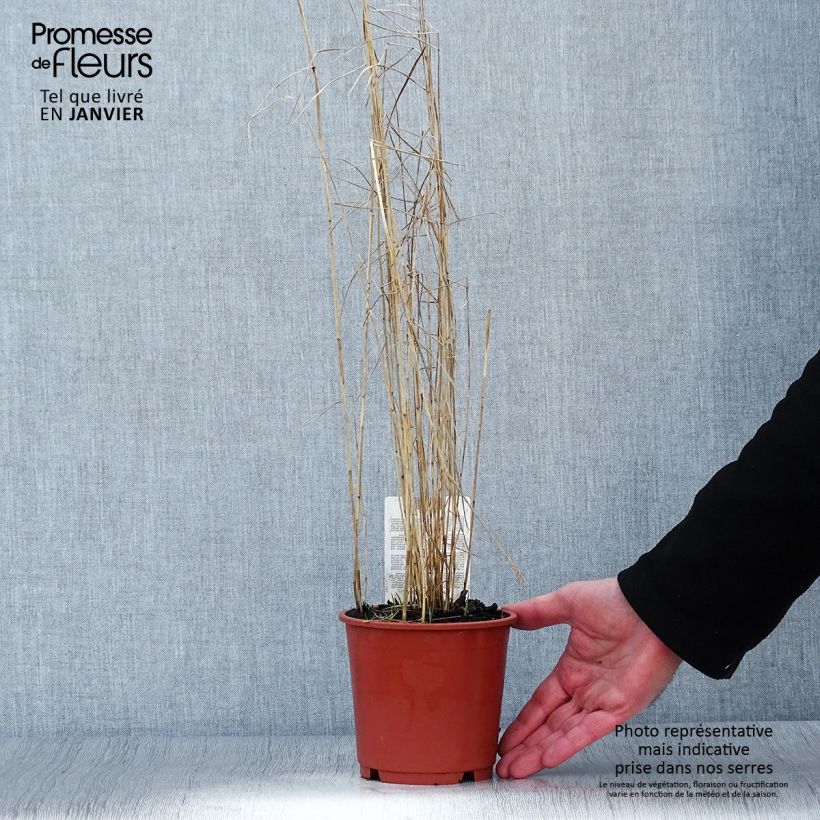 Exemplar von Phragmites australis - Schilfrohr Topf mit 1L/1,5L wie im Winter geliefert