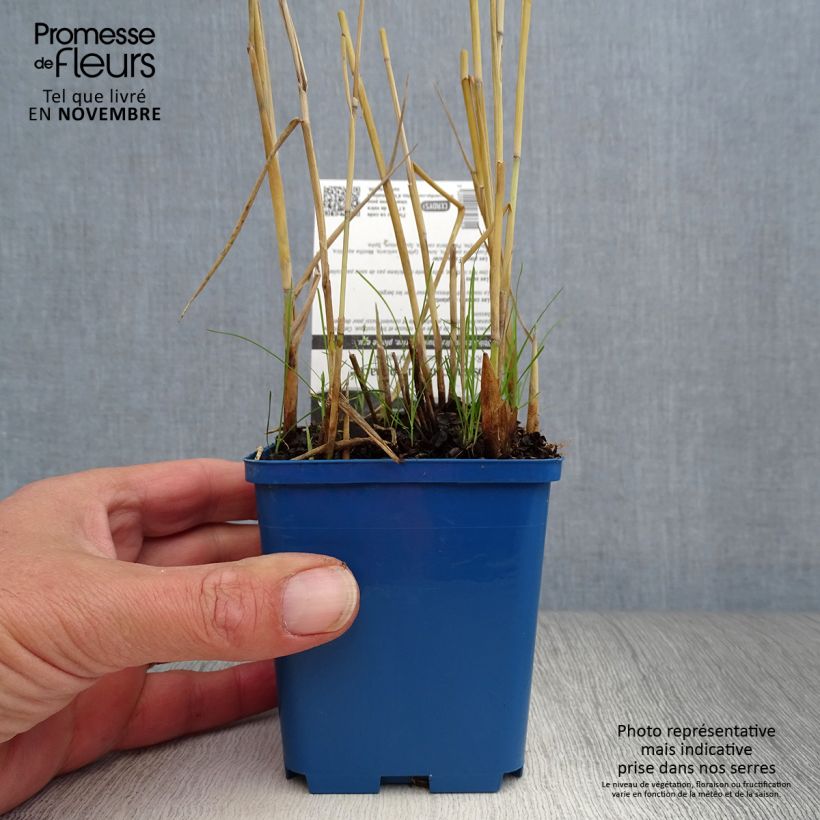Exemplar von Phragmites australis Variegatus - Schilfrohr Kleine Töpfe von 8/9 cm wie im Herbst geliefert