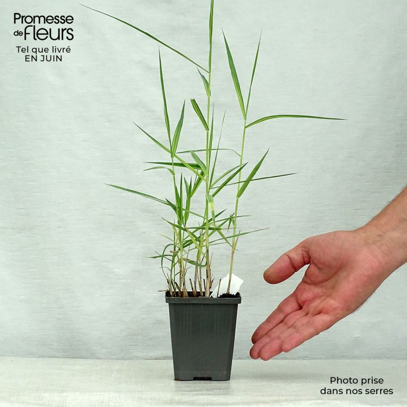Exemplar von Phragmites australis Variegatus - Schilfrohr Kleine Töpfe von 8/9 cm wie im Sommer geliefert