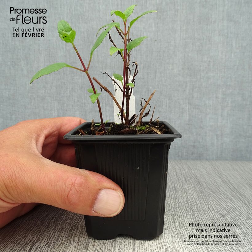 Exemplar von Kapfuchsie - Phygelius capensis Kleine Töpfe von 8/9 cm wie im Herbst geliefert