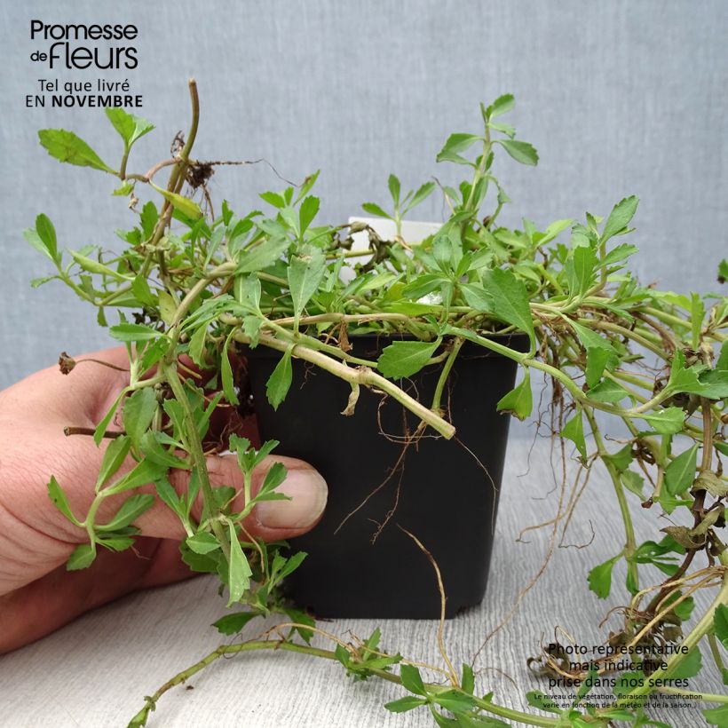 Exemplar von Phyla nodiflora - Teppichverbene Kleine Töpfe von 8/9 cm wie im Herbst geliefert