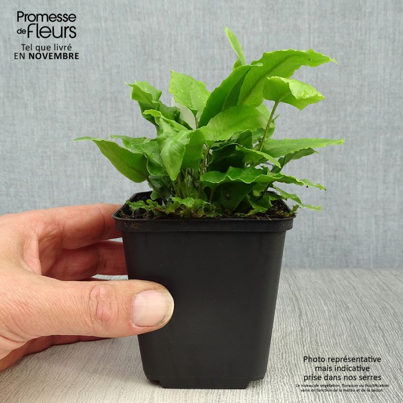 Exemplar von Hirschzungenfarn - Phyllitis scolopendrium Kleine Töpfe von 8/9 cm wie im Herbst geliefert