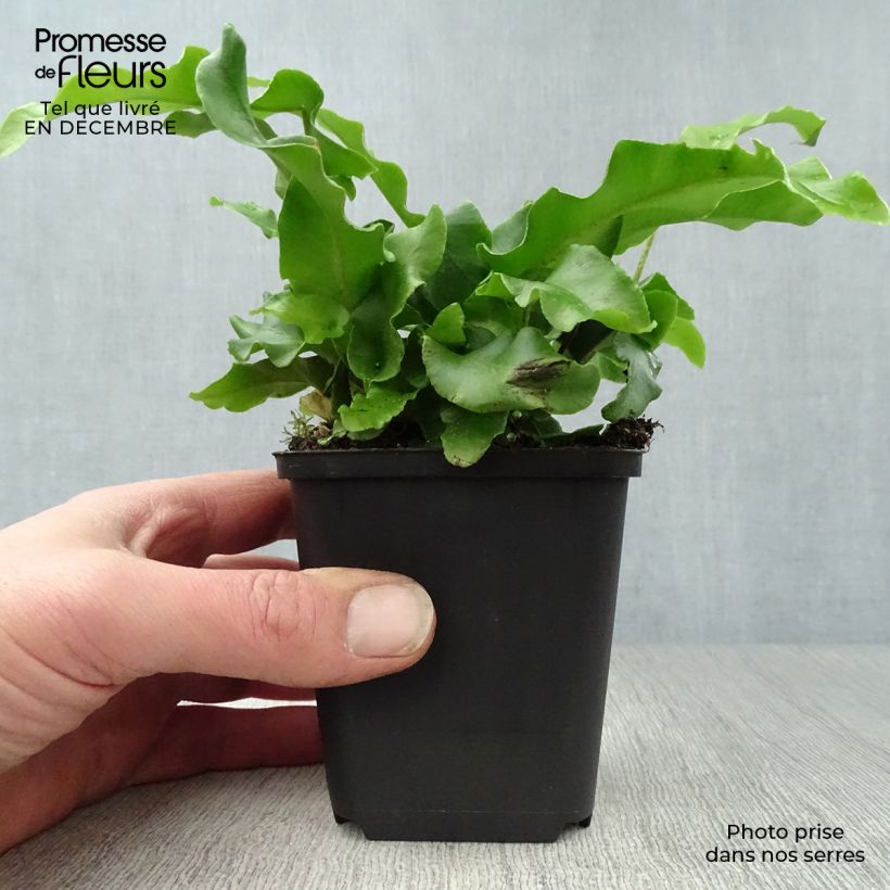 Exemplar von Hirschzungenfarn - Phyllitis scolopendrium Kleine Töpfe von 8/9 cm wie im Winter geliefert