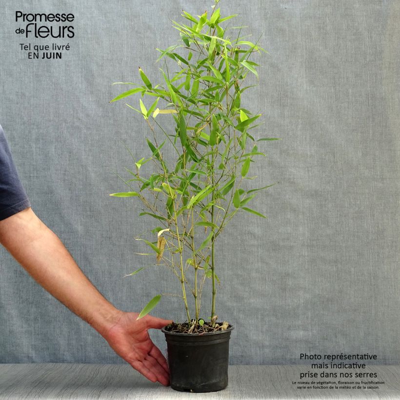 Exemplar von Schwarzer Knospenbambus Green Perfume - Phyllostachys atrovaginata Topf mit 2L/3L wie im Sommer geliefert