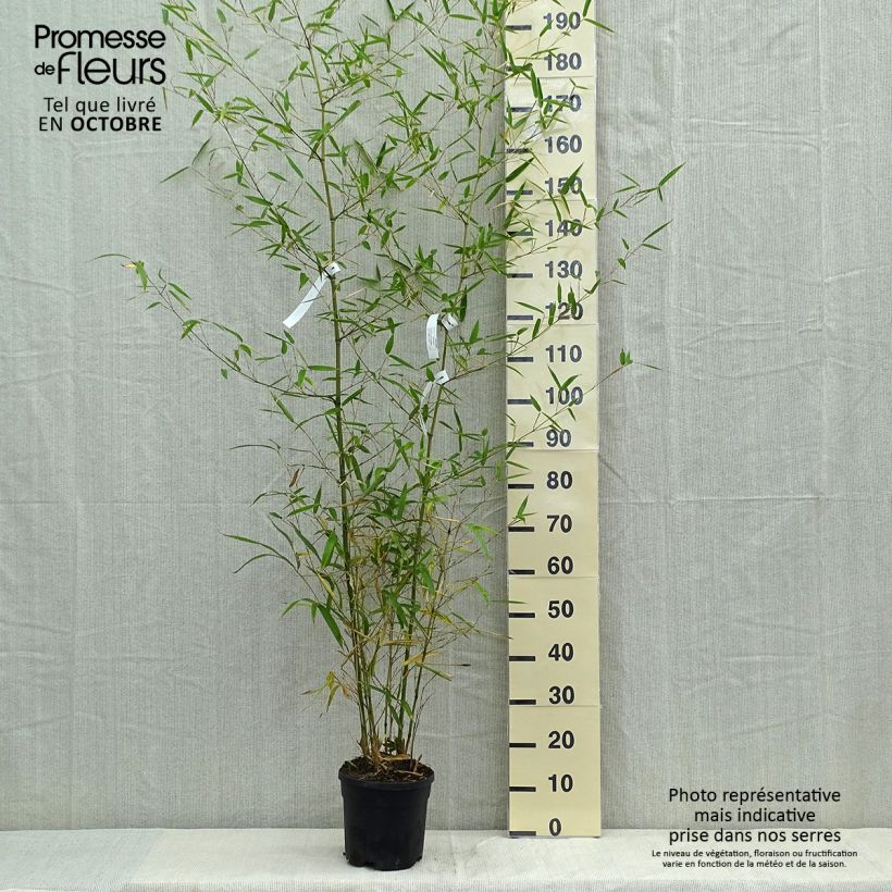 Exemplar von Schwarzer Knospenbambus Green Perfume - Phyllostachys atrovaginata Topf mit 4L/5L wie im Herbst geliefert
