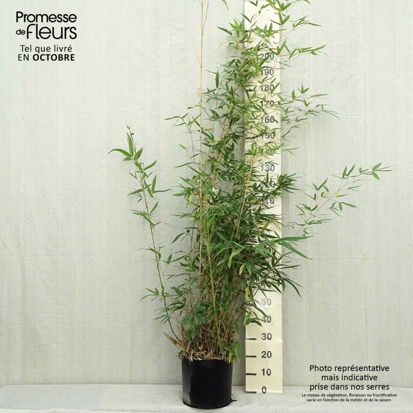 Exemplar von Goldrohr Bambus Holochrysa - Phyllostachys aurea Topf mit 12L/15L wie im Herbst geliefert