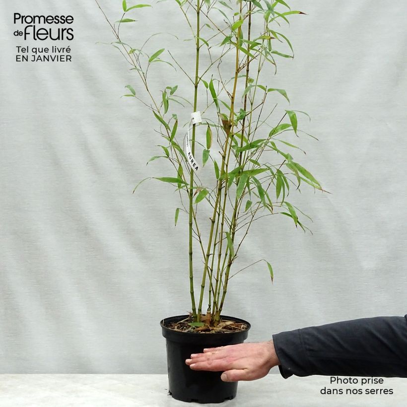 Exemplar von Goldrohr Bambus - Phyllostachys aurea Topf mit 4L/5L wie im Winter geliefert