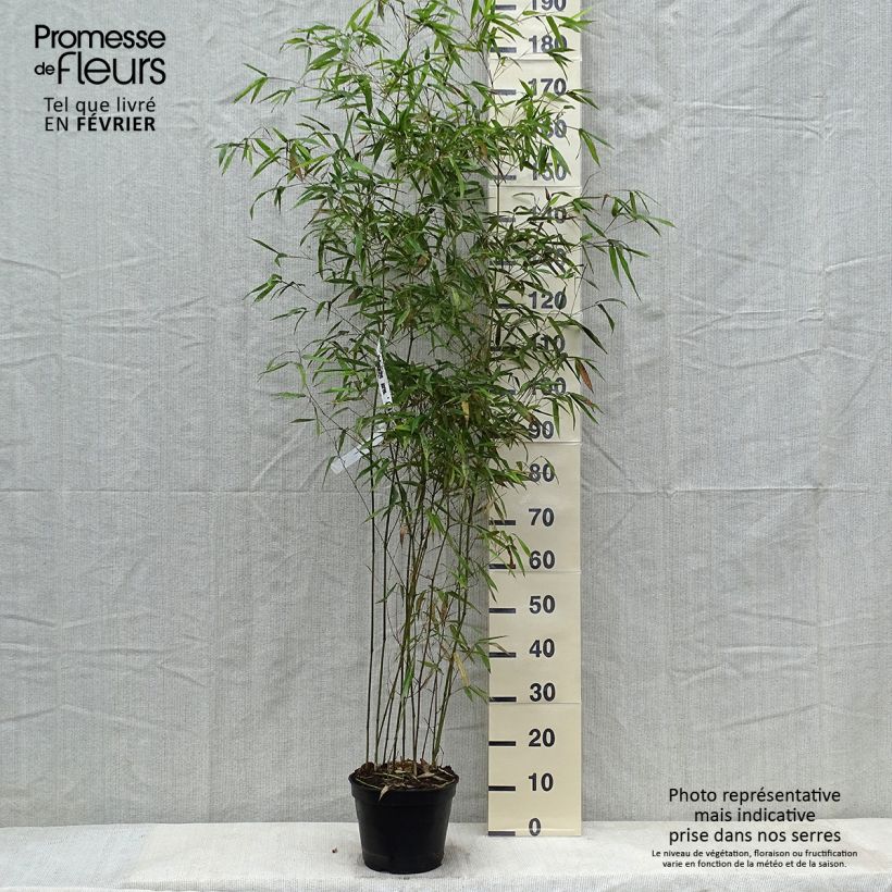 Exemplar von Rauher Gelbrinnen-Bambus Alata - Phyllostachys aureosulcata Topf mit 4L/5L wie im Winter geliefert