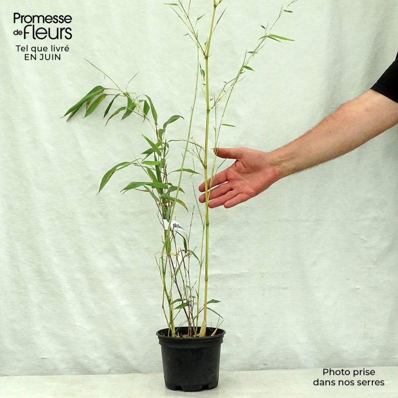 Exemplar von Rauher Gelbrinnen-Bambus Spectabilis - Phyllostachys aureosulcata Topf mit 2L/3L wie im Sommer geliefert
