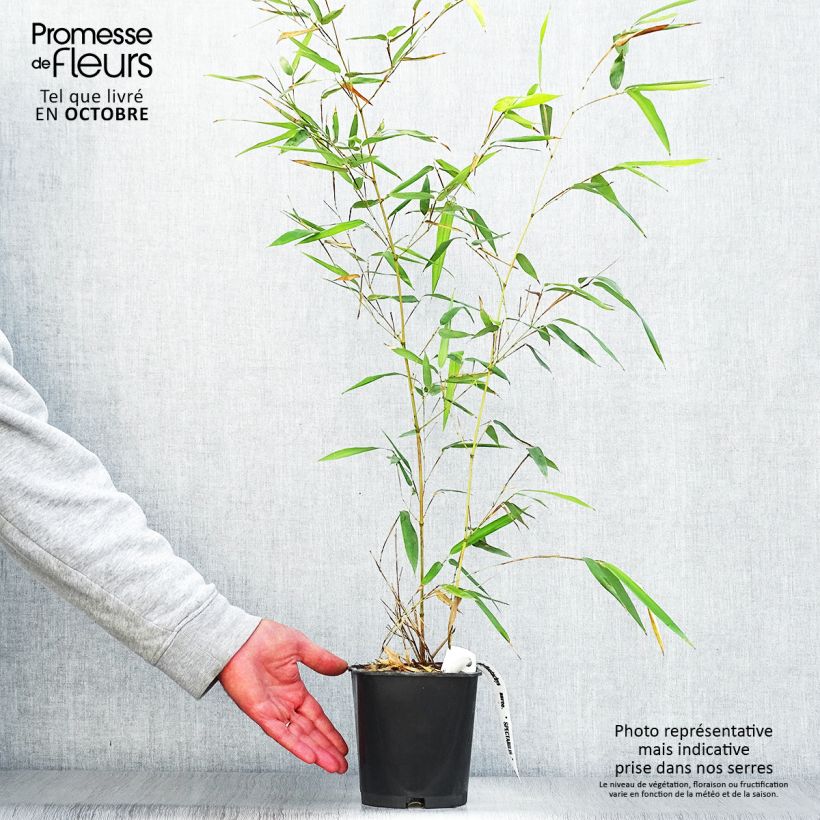 Exemplar von Rauher Gelbrinnen-Bambus Spectabilis - Phyllostachys aureosulcata Topf mit 2L/3L wie im Herbst geliefert