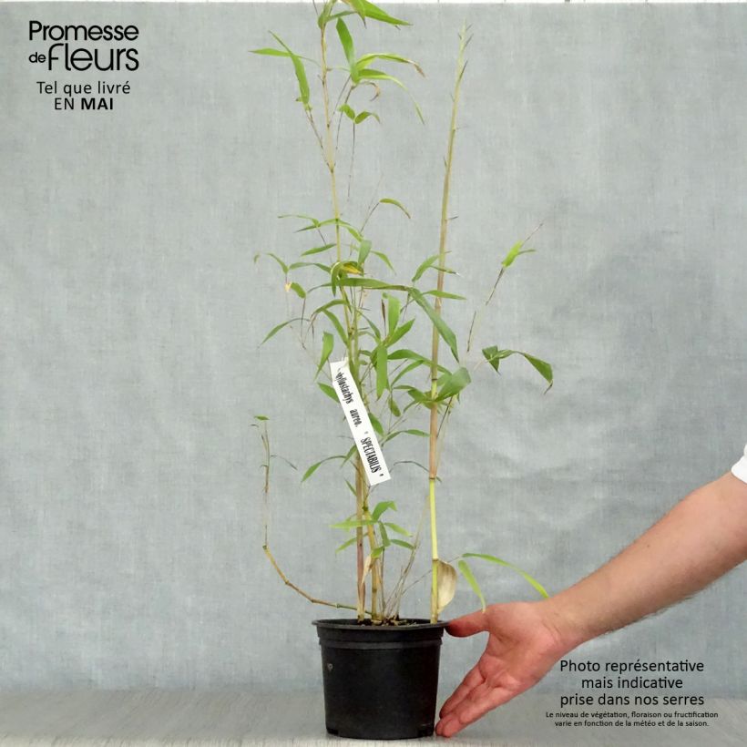 Exemplar von Rauher Gelbrinnen-Bambus Spectabilis - Phyllostachys aureosulcata Topf mit 2L/3L wie im Frühjahr geliefert