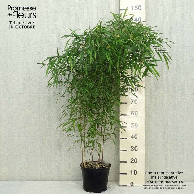 Exemplar von Rauher Gelbrinnen-Bambus Spectabilis - Phyllostachys aureosulcata Topf mit 4L/5L wie im Herbst geliefert