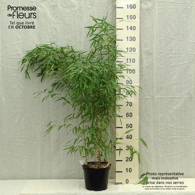 Exemplar von Rauher Gelbrinnen-Bambus Spectabilis - Phyllostachys aureosulcata Topf mit 7,5L/10L wie im Herbst geliefert