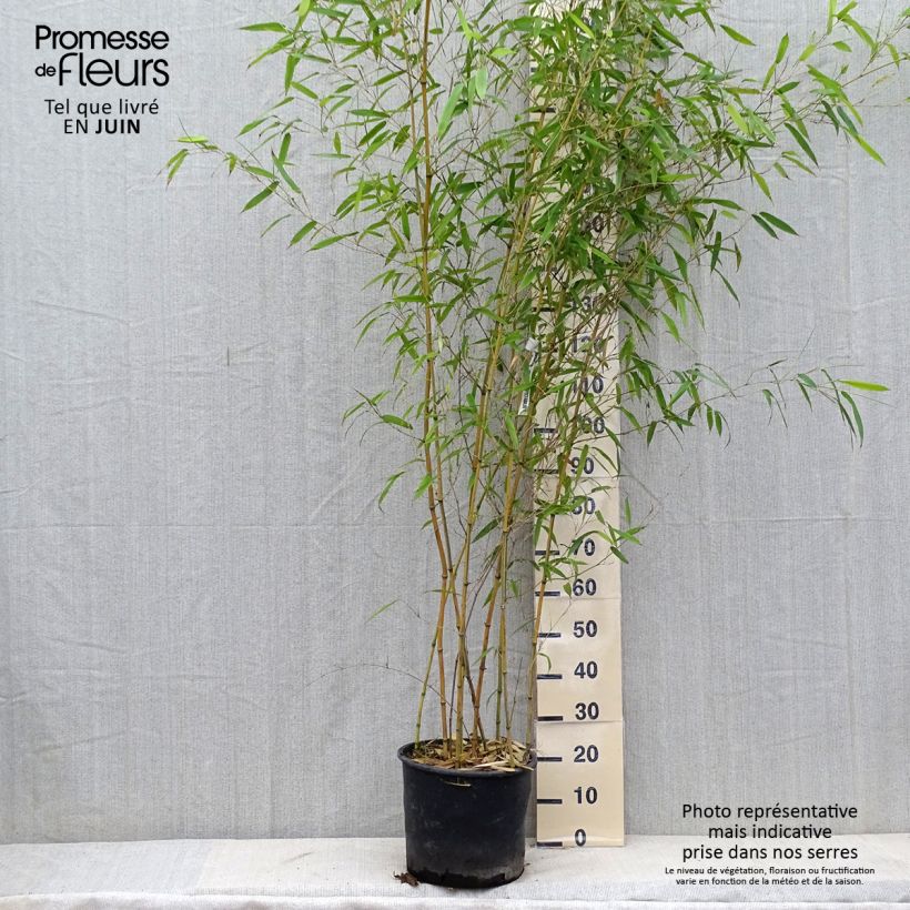 Exemplar von Rauher Gelbrinnen-Bambus Spectabilis - Phyllostachys aureosulcata Topf mit 7,5L/10L wie im Sommer geliefert