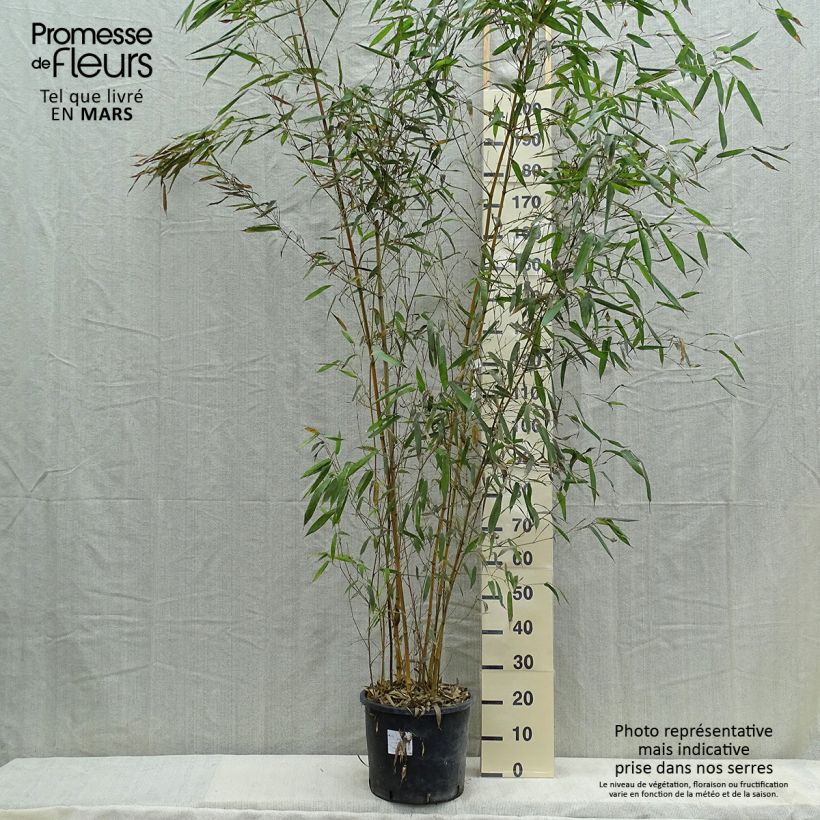 Exemplar von Rauher Gelbrinnen-Bambus Spectabilis - Phyllostachys aureosulcata Topf mit 7,5L/10L wie im Frühjahr geliefert