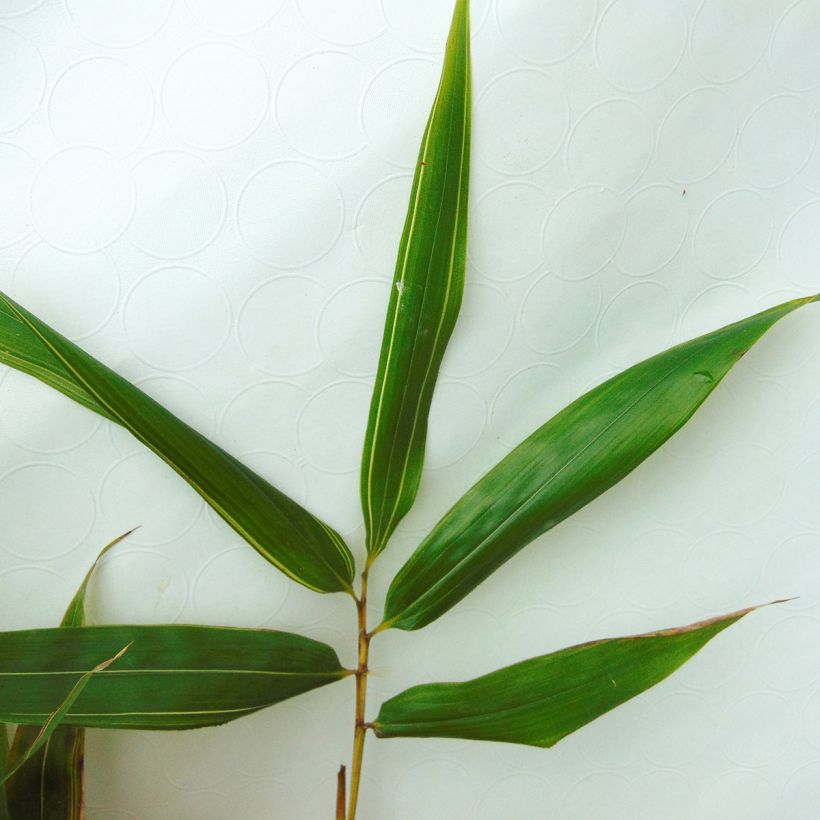 Holzbambus Castillonis - Phyllostachys bambusoides (Laub)