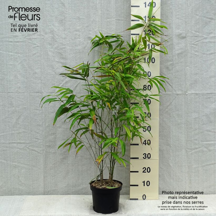 Exemplar von Moso-Bambus - Phyllostachys edulis Topf mit 4L/5L wie im Winter geliefert