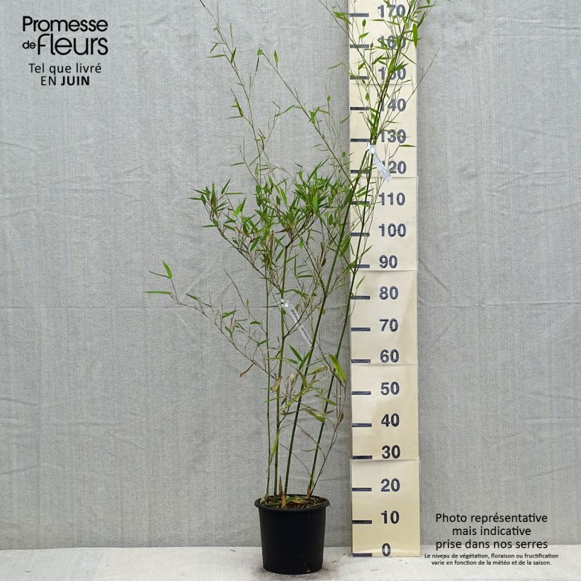 Exemplar von Wasserbambus - Phyllostachys heteroclada Topf mit 4L/5L wie im Sommer geliefert
