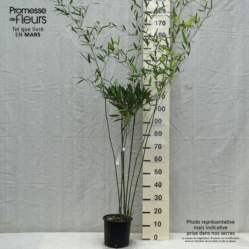 Exemplar von Wasserbambus - Phyllostachys heteroclada Topf mit 4L/5L wie im Frühjahr geliefert
