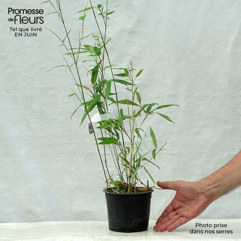 Exemplar von Bronzebambus - Phyllostachys humilis Topf mit 2L/3L wie im Sommer geliefert