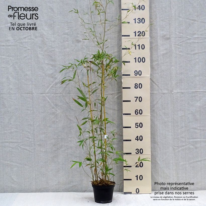 Exemplar von Bronzebambus - Phyllostachys humilis Topf mit 2L/3L wie im Herbst geliefert