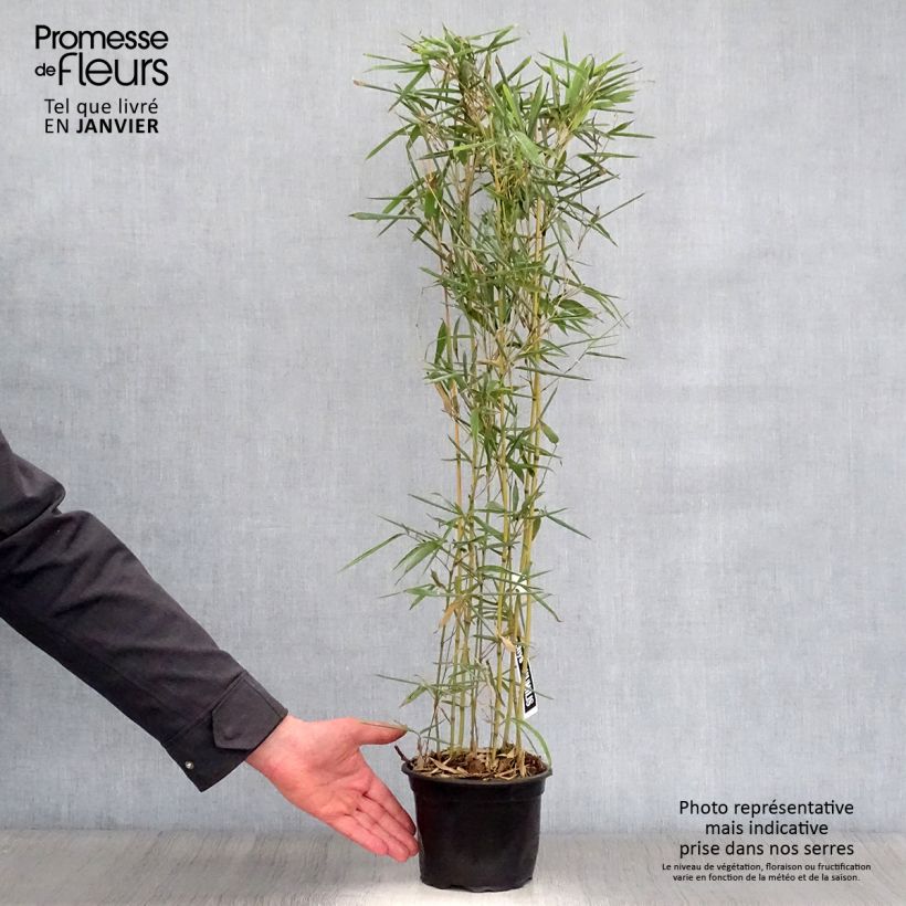 Exemplar von Bronzebambus - Phyllostachys humilis Topf mit 2L/3L wie im Winter geliefert
