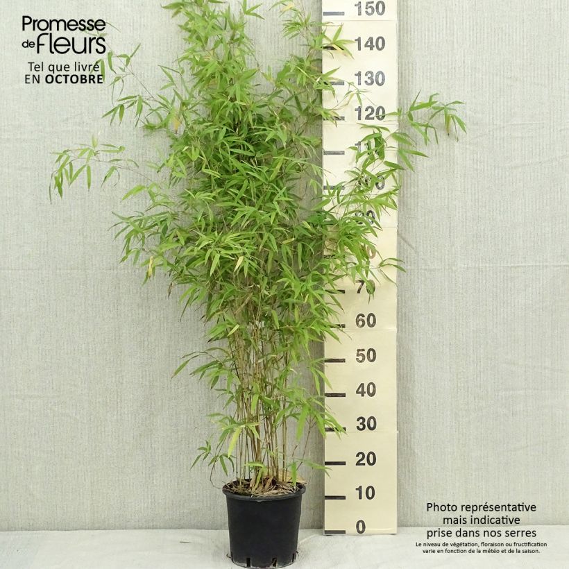 Exemplar von Bronzebambus - Phyllostachys humilis Topf mit 4L/5L wie im Herbst geliefert