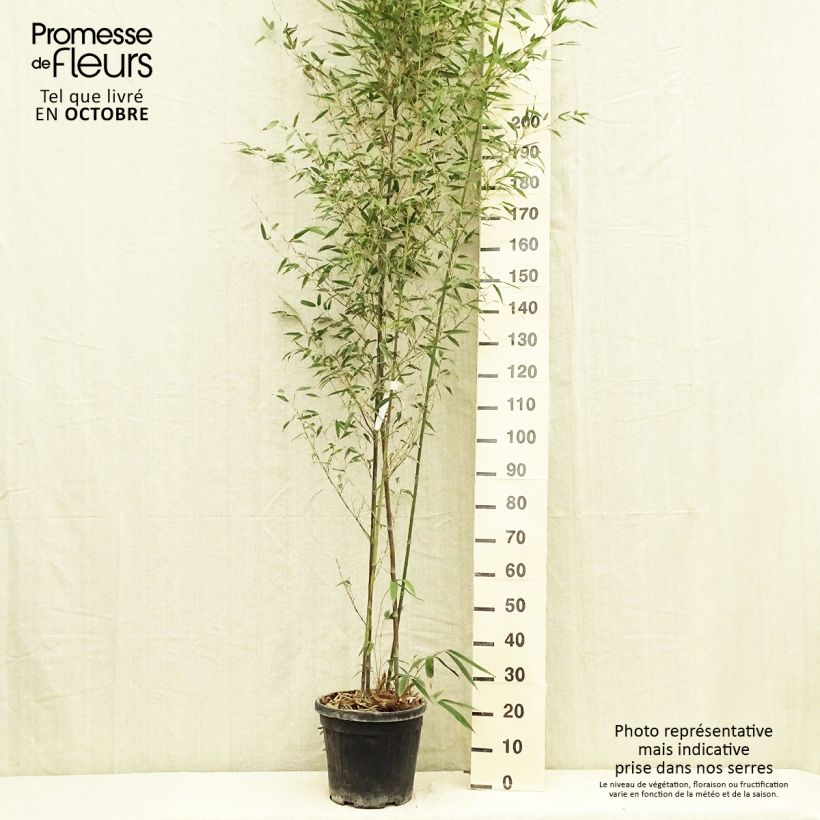 Exemplar von Tigerfleckenbambus Boryana - Phyllostachys nigra Topf mit 12L/15L wie im Herbst geliefert