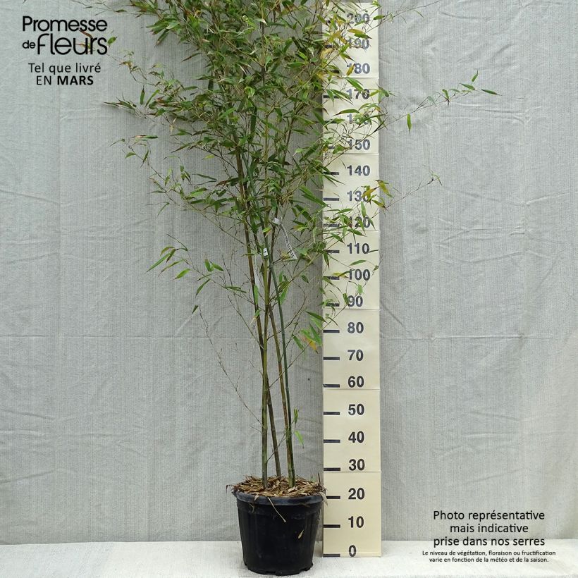 Exemplar von Tigerfleckenbambus Boryana - Phyllostachys nigra Topf mit 12L/15L wie im Frühjahr geliefert
