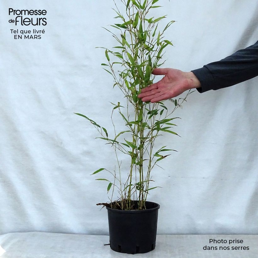 Exemplar von Tigerfleckenbambus Boryana - Phyllostachys nigra Topf mit 4L/5L wie im Frühjahr geliefert