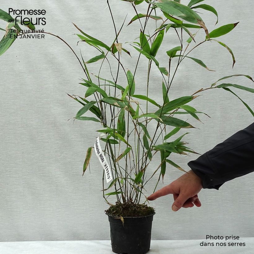 Exemplar von Schwarzer Bambus Henonis - Phyllostachys nigra Topf mit 2L/3L wie im Winter geliefert