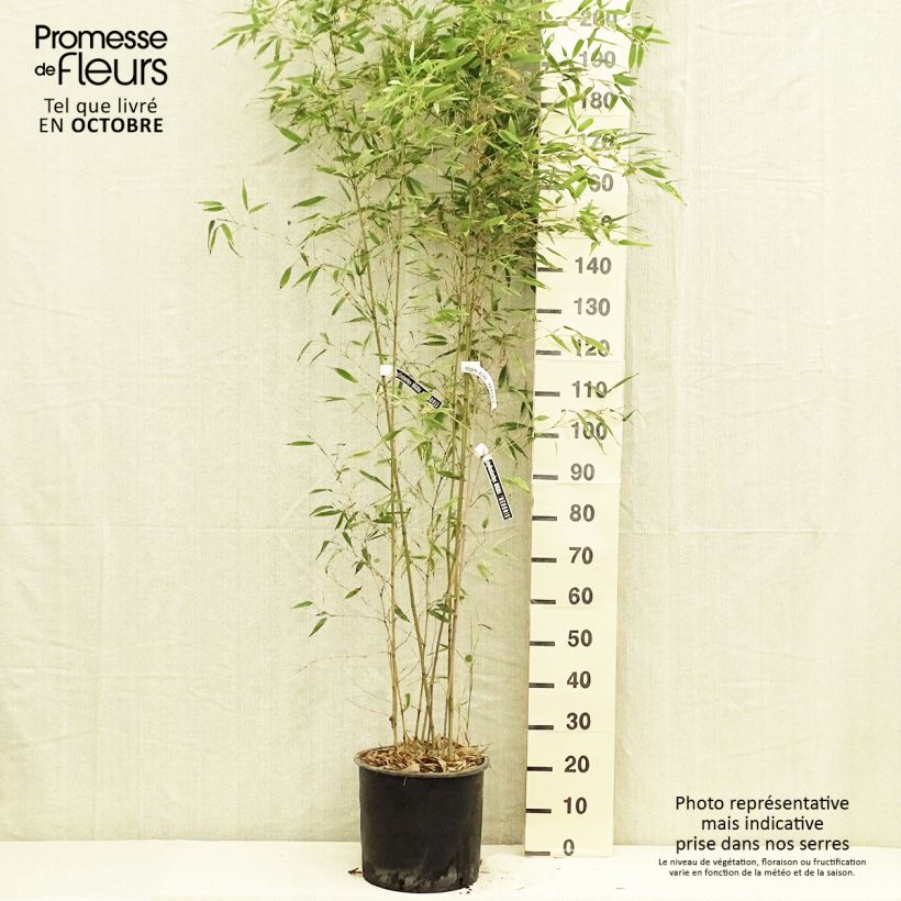 Exemplar von Schwarzer Bambus Henonis - Phyllostachys nigra Topf mit 12L/15L wie im Herbst geliefert