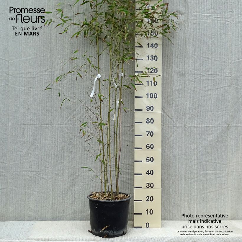 Exemplar von Schwarzer Bambus Henonis - Phyllostachys nigra Topf mit 12L/15L wie im Winter geliefert