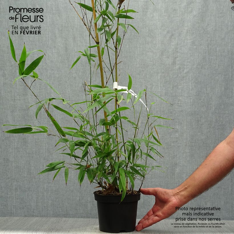 Exemplar von Schwarzer Bambus Henonis - Phyllostachys nigra Topf mit 2L/3L wie im Herbst geliefert