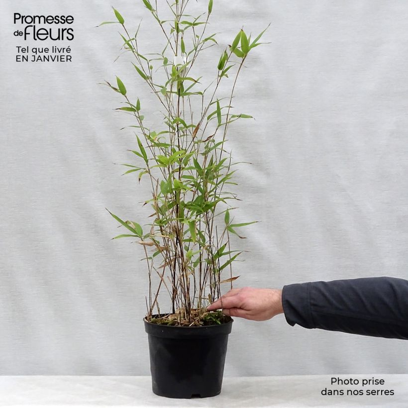 Exemplar von Schwarzer Bambus - Phyllostachys nigra Topf mit 4L/5L wie im Winter geliefert