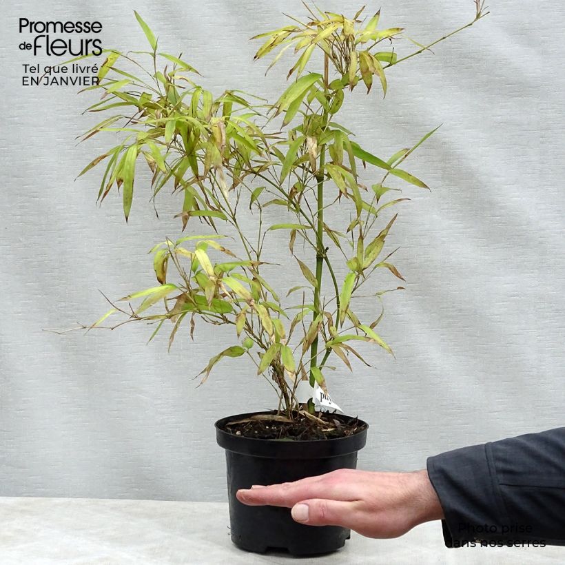 Exemplar von Kleinblütiger Bambus - Phyllostachys parviflora Topf mit 4L/5L wie im Winter geliefert