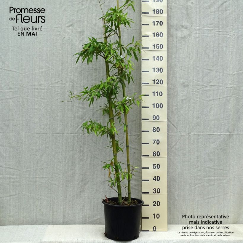 Exemplar von Kleinblütiger Bambus - Phyllostachys parviflora Topf mit 12L/15L wie im Frühjahr geliefert