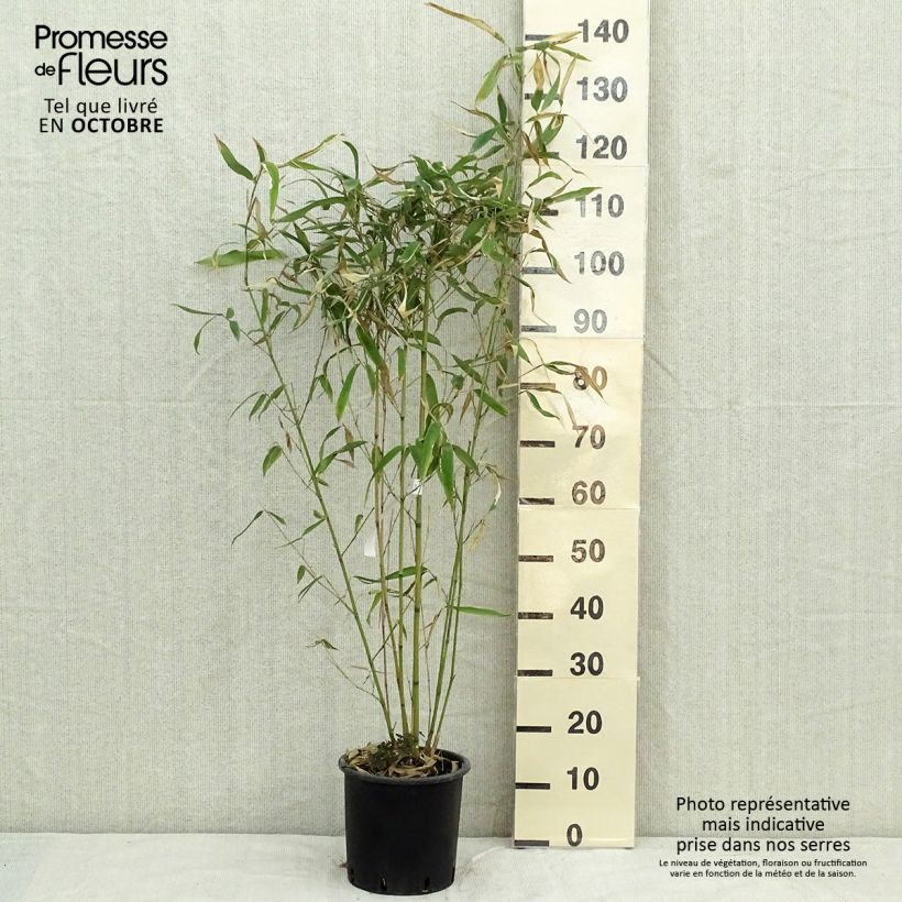 Exemplar von Rotrand-Bambus - Phyllostachys rubromarginata Topf mit 4L/5L wie im Herbst geliefert