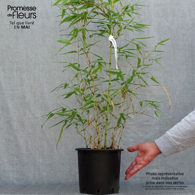 Exemplar von Grünblau-Bambus - Phyllostachys viridiglaucescens Topf mit 4L/5L wie im Frühjahr geliefert