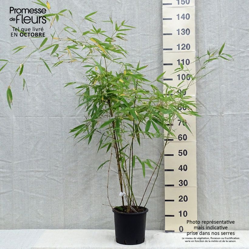 Exemplar von Grünblau-Bambus - Phyllostachys viridiglaucescens Topf mit 4L/5L wie im Herbst geliefert